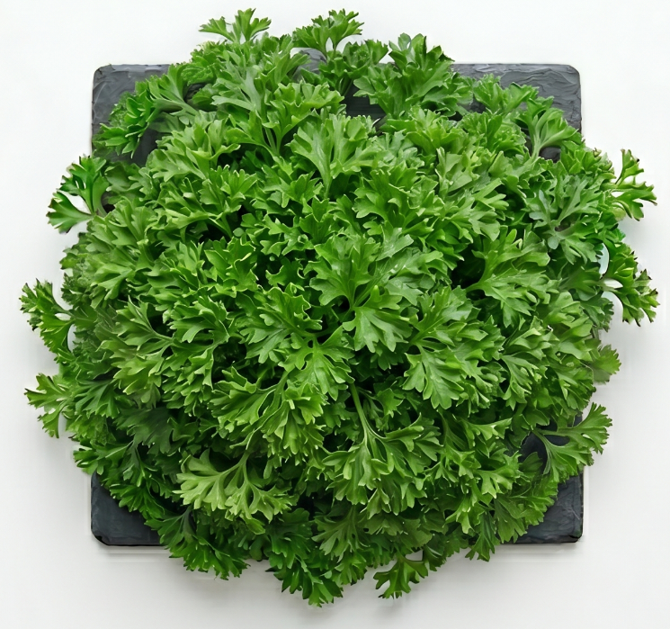 kale and arugula hydroponic